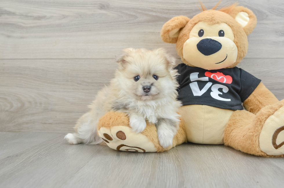 6 week old Pomeranian Puppy For Sale - Puppy Love PR