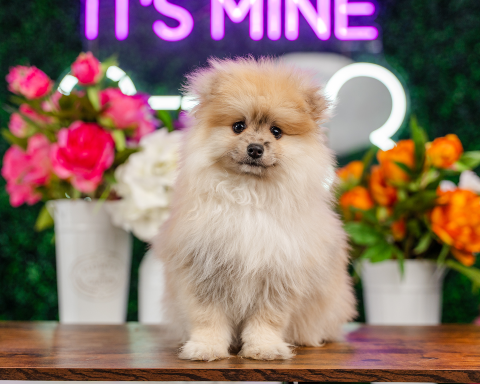 Best Pomeranian Baby