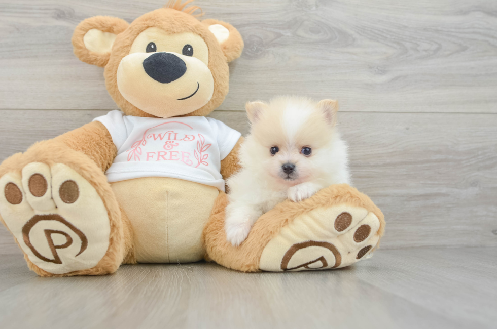 6 week old Pomeranian Puppy For Sale - Puppy Love PR
