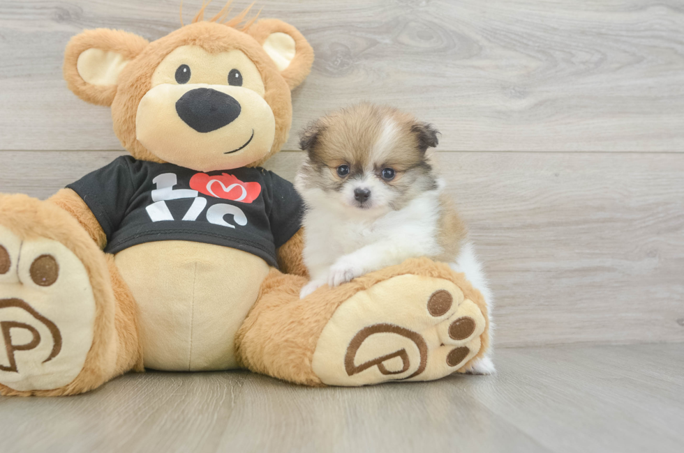 5 week old Pomeranian Puppy For Sale - Puppy Love PR