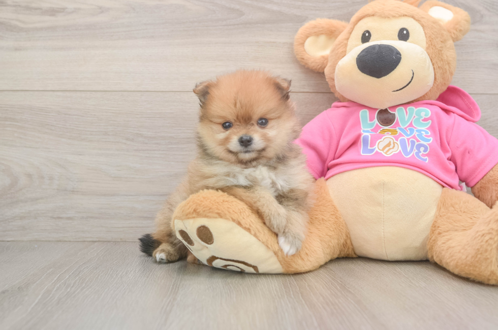 5 week old Pomeranian Puppy For Sale - Puppy Love PR