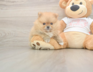 7 week old Pomeranian Puppy For Sale - Puppy Love PR