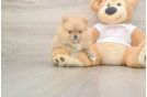 Pomeranian Pup Being Cute
