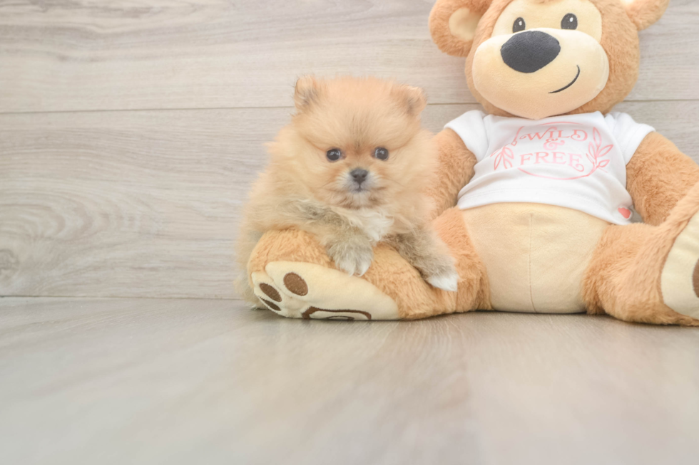 Pomeranian Pup Being Cute