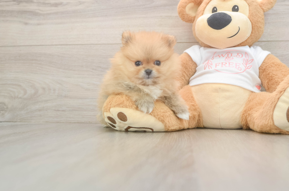5 week old Pomeranian Puppy For Sale - Puppy Love PR