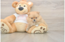 Pomeranian Puppy for Adoption