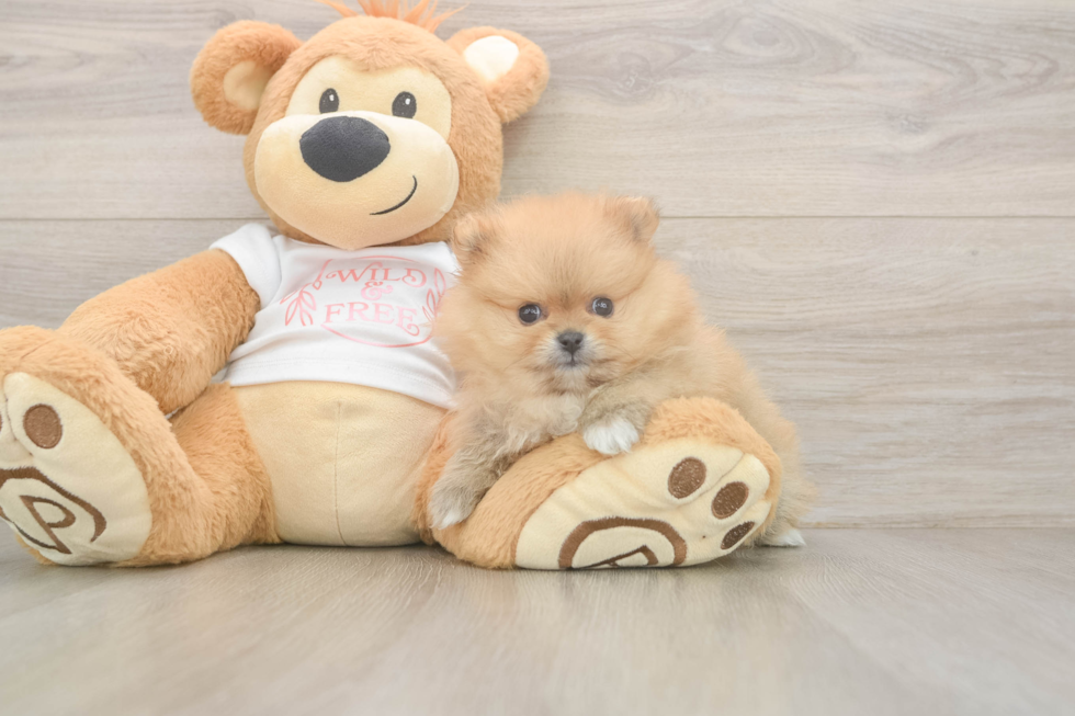 Pomeranian Puppy for Adoption