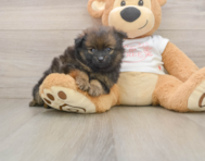 9 week old Pomeranian Puppy For Sale - Puppy Love PR