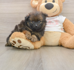 8 week old Pomeranian Puppy For Sale - Puppy Love PR