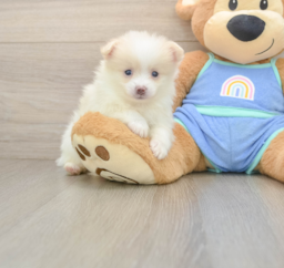6 week old Pomeranian Puppy For Sale - Puppy Love PR