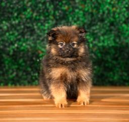 10 week old Pomeranian Puppy For Sale - Puppy Love PR