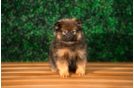 Pomeranian Puppy for Adoption