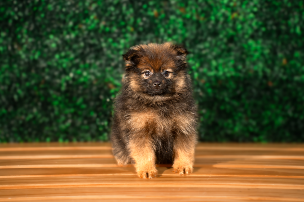 Pomeranian Puppy for Adoption
