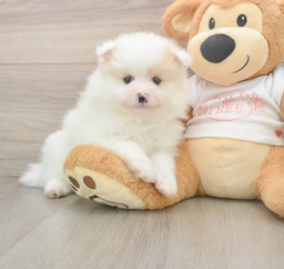 8 week old Pomeranian Puppy For Sale - Puppy Love PR
