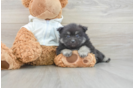 Pomeranian Puppy for Adoption