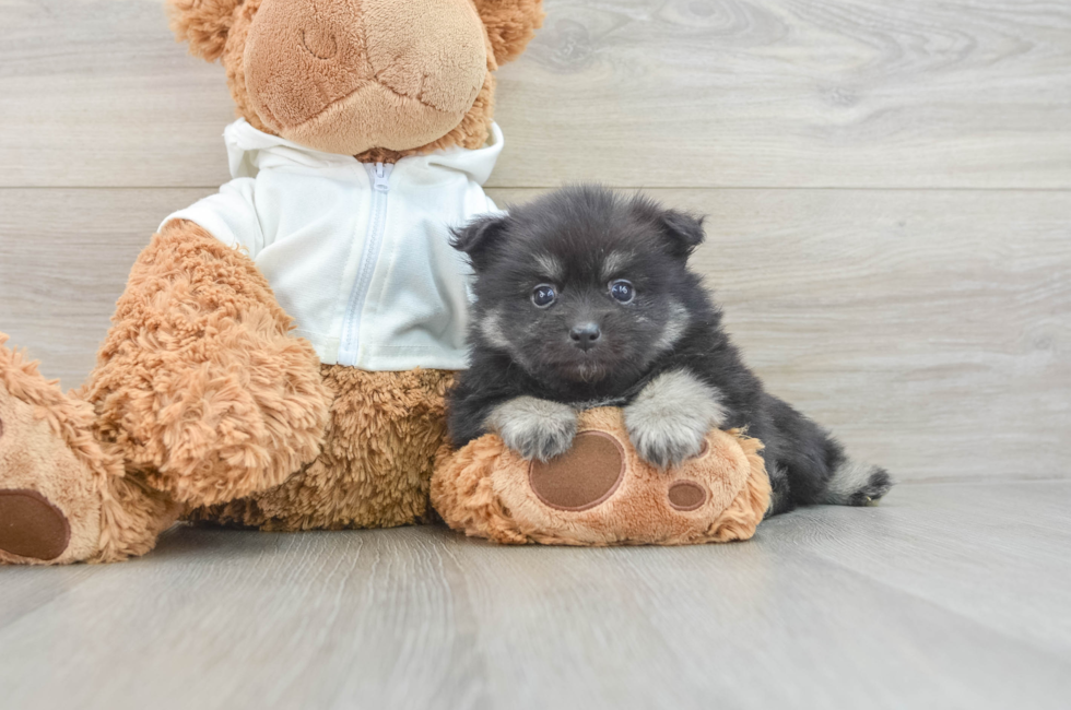 6 week old Pomeranian Puppy For Sale - Puppy Love PR