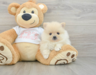 7 week old Pomeranian Puppy For Sale - Puppy Love PR
