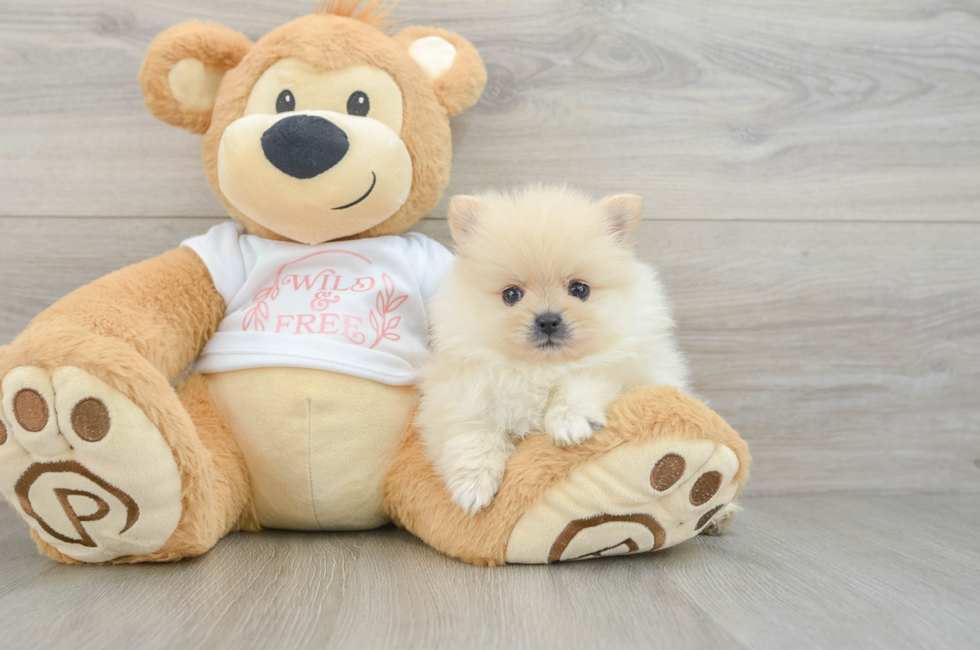 6 week old Pomeranian Puppy For Sale - Puppy Love PR