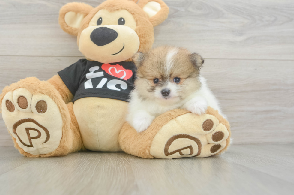 5 week old Pomeranian Puppy For Sale - Puppy Love PR
