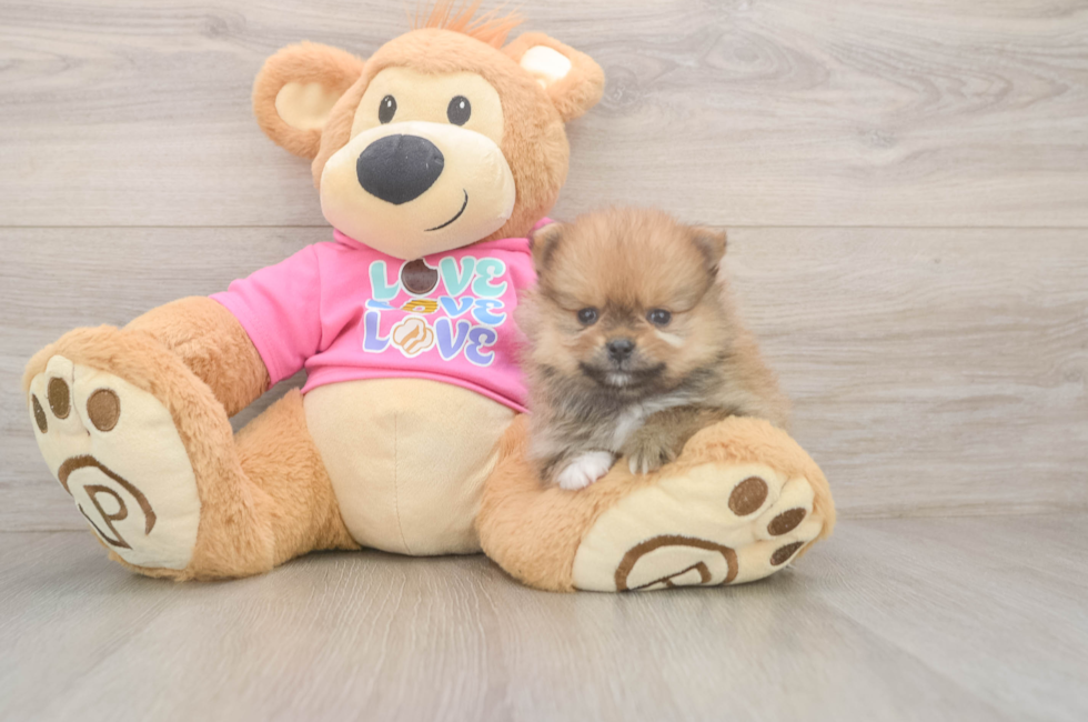 5 week old Pomeranian Puppy For Sale - Puppy Love PR