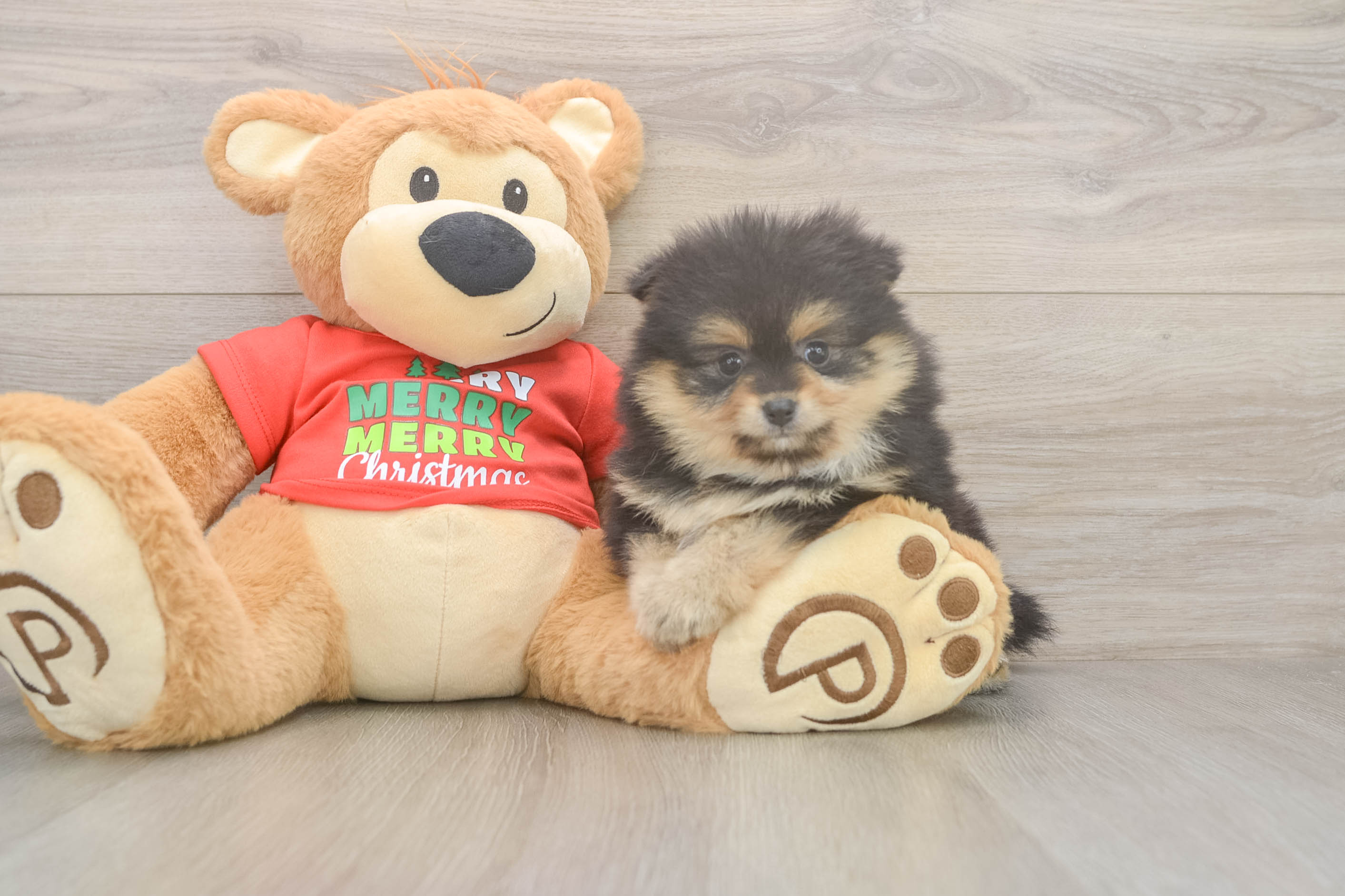 Petite Pom Dog Purebred Puppy