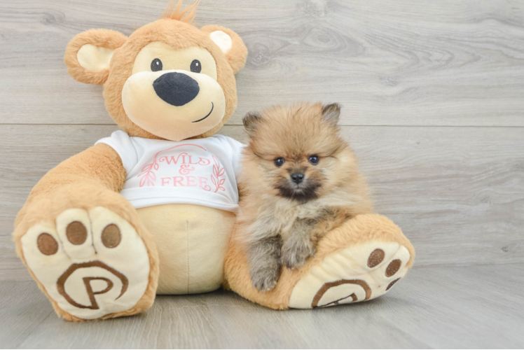 Funny Pomeranian Purebred Pup