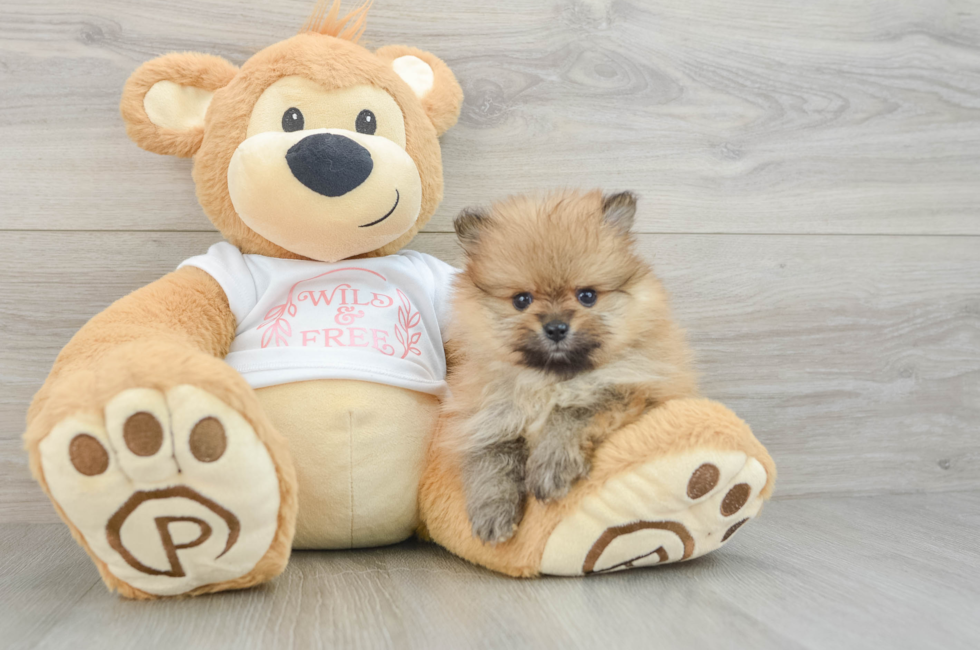 6 week old Pomeranian Puppy For Sale - Puppy Love PR