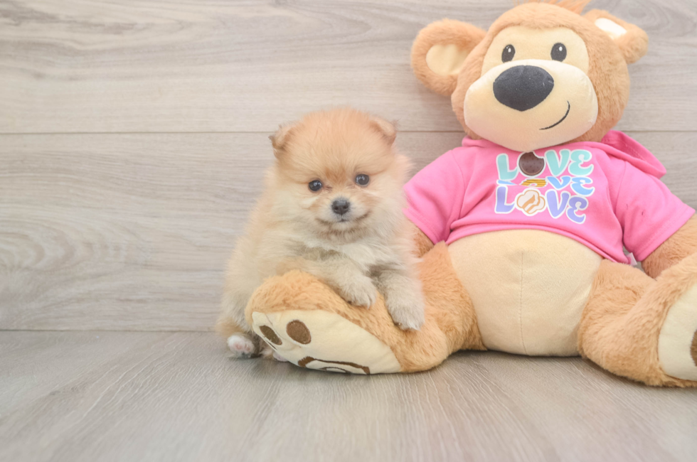 5 week old Pomeranian Puppy For Sale - Puppy Love PR