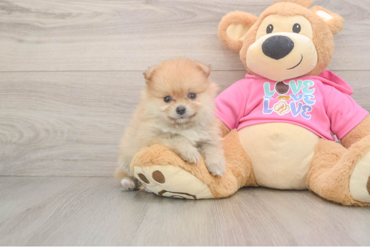Meet Caprio - our Pomeranian Puppy Photo 1/3 - Puppy Love PR Friendly Pomeranian Purebred Pup
