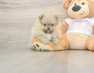 7 week old Pomeranian Puppy For Sale - Puppy Love PR