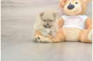 Pomeranian Pup Being Cute