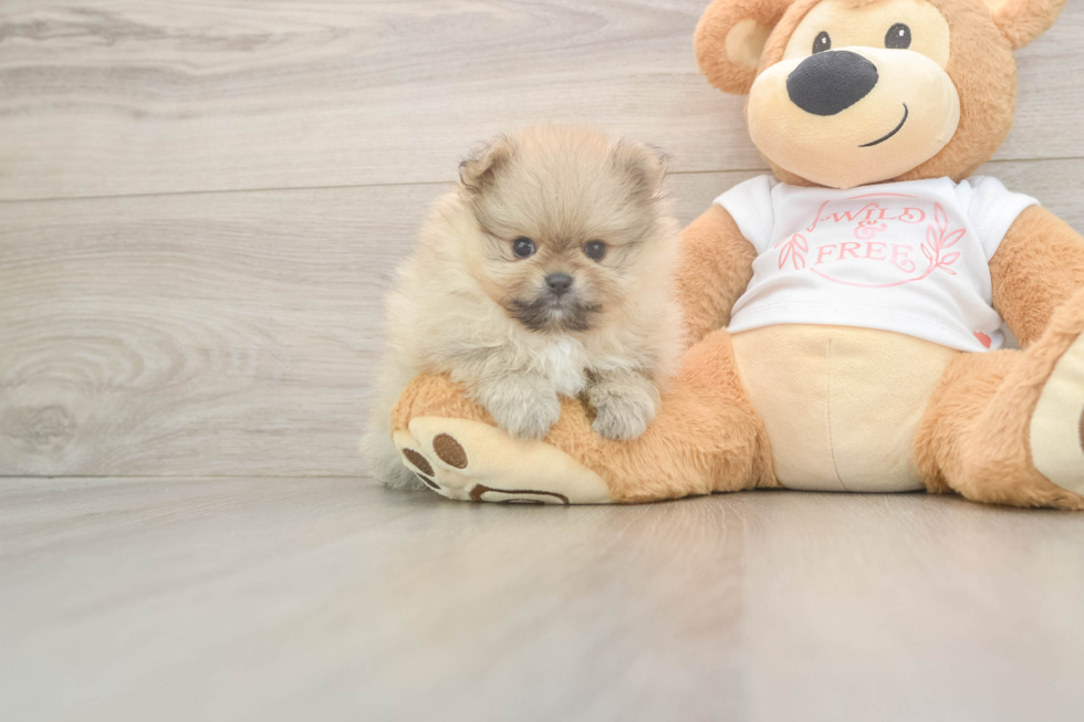Pomeranian Pup Being Cute