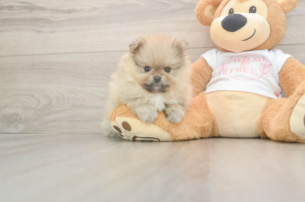5 week old Pomeranian Puppy For Sale - Puppy Love PR