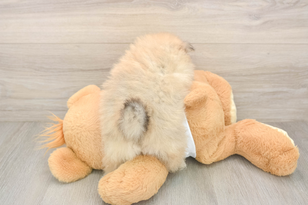 Friendly Pomeranian Baby