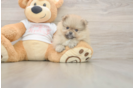 Pomeranian Puppy for Adoption