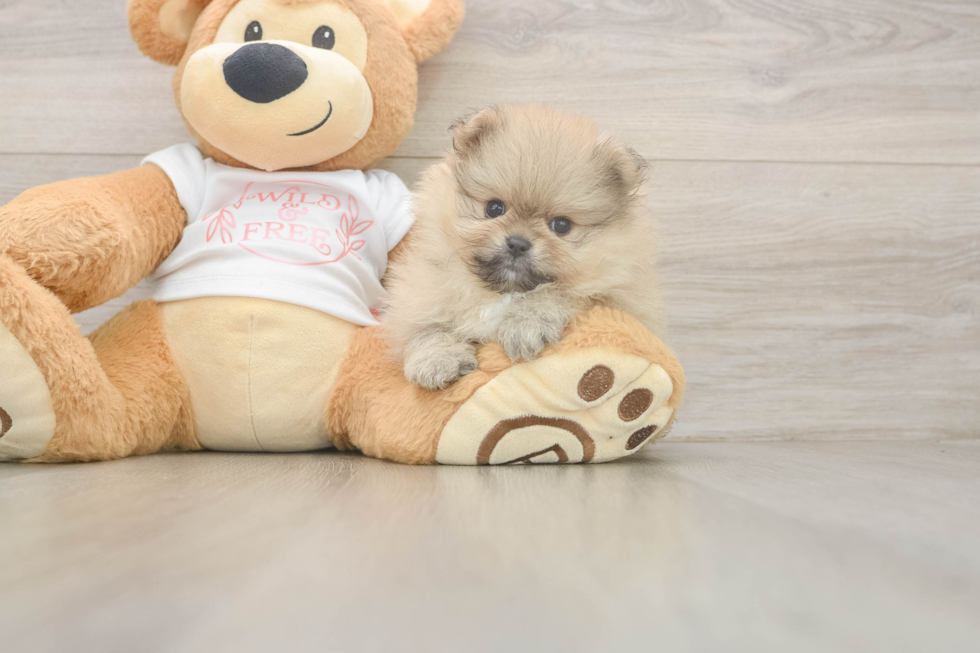Pomeranian Puppy for Adoption