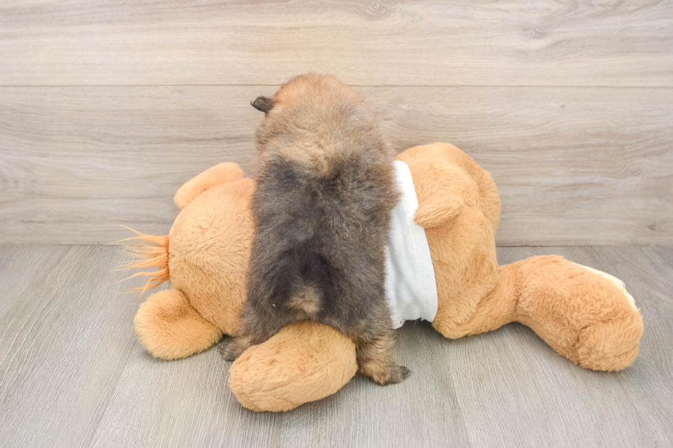 Cute Pom Pom Purebred Puppy