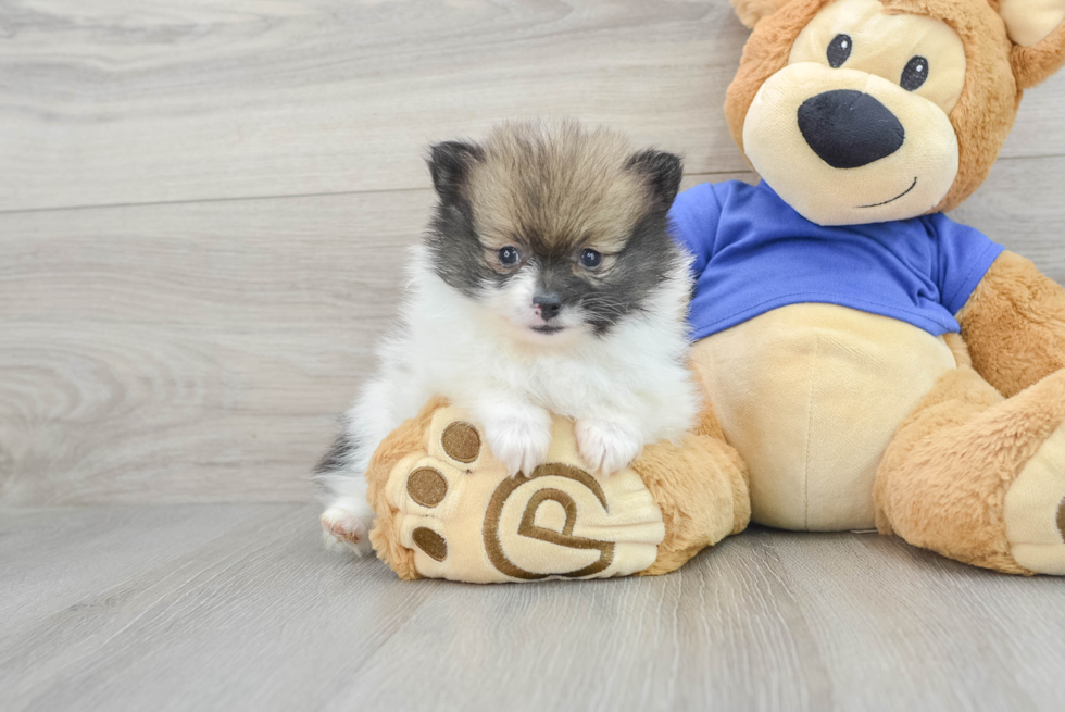 Best Pomeranian Baby