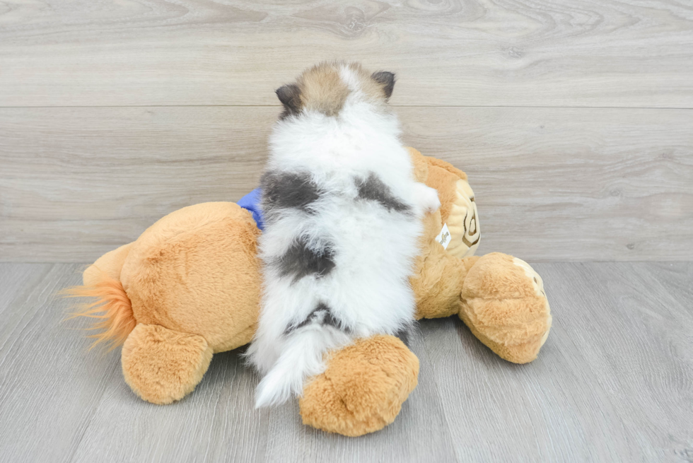 Small Pomeranian Baby