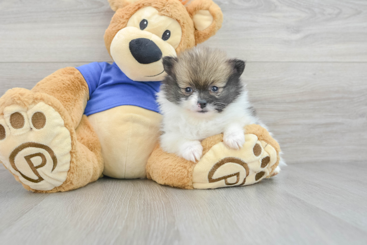 Petite Pomeranian Purebred Puppy