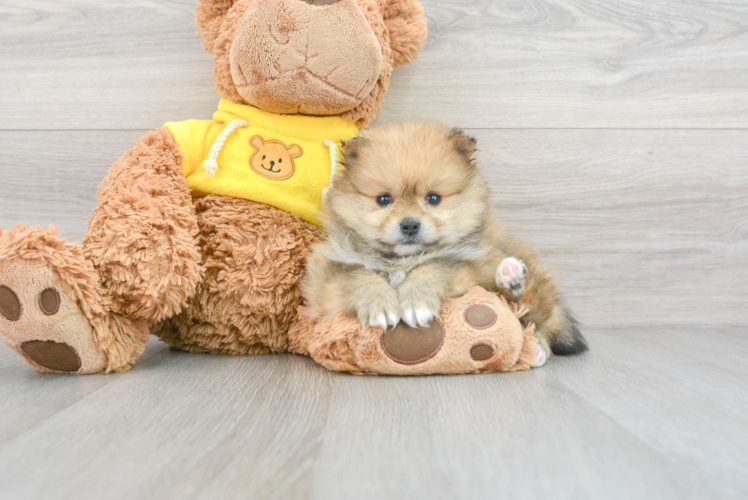 Meet Carebear - our Pomeranian Puppy Photo 1/3 - Puppy Love PR Pomeranian Pup Being Cute