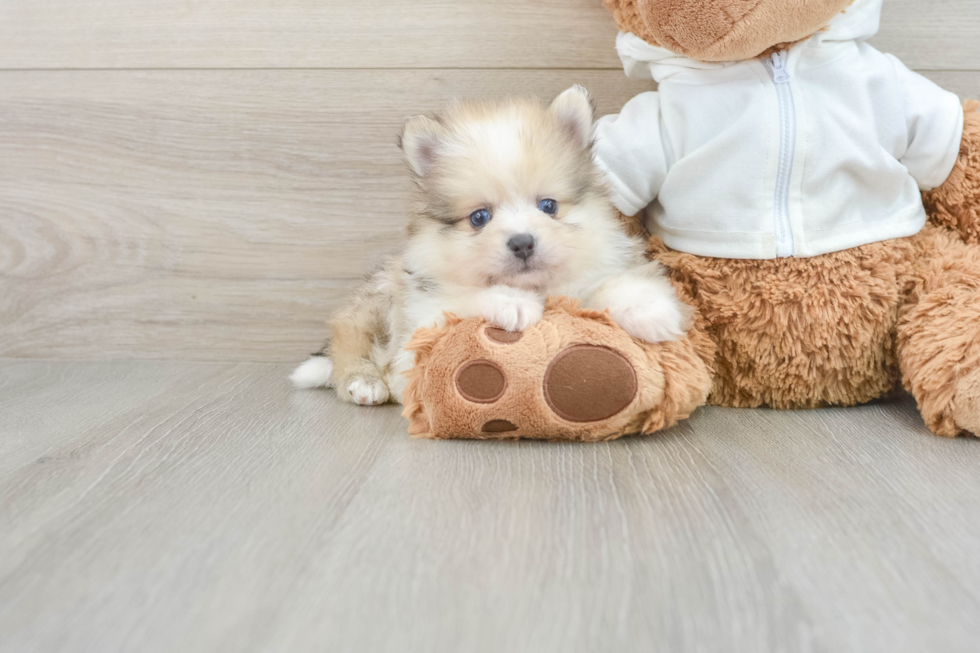 Pomeranian Pup Being Cute