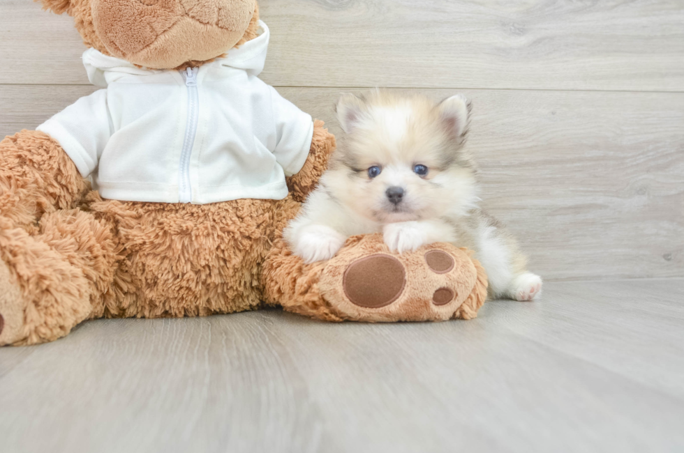 6 week old Pomeranian Puppy For Sale - Puppy Love PR