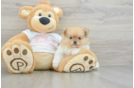 Pomeranian Puppy for Adoption