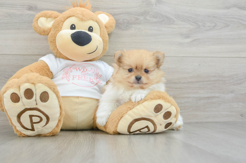 5 week old Pomeranian Puppy For Sale - Puppy Love PR