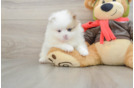 Pomeranian Puppy for Adoption