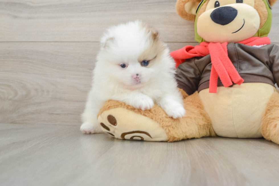 Pomeranian Puppy for Adoption