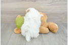 Pomeranian Puppy for Adoption
