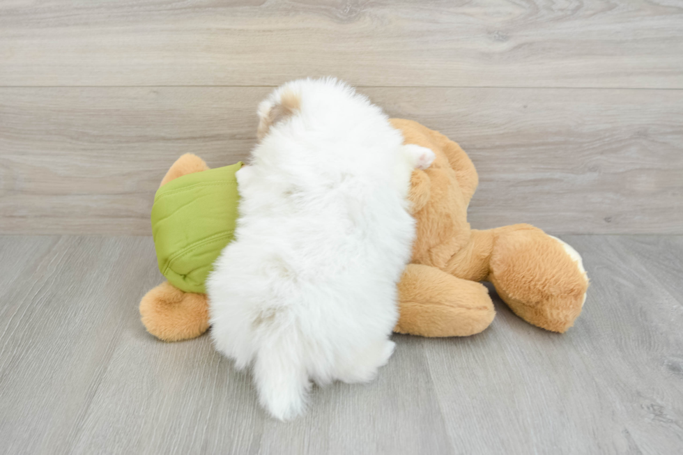 Pomeranian Puppy for Adoption