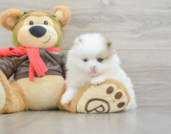 5 week old Pomeranian Puppy For Sale - Puppy Love PR